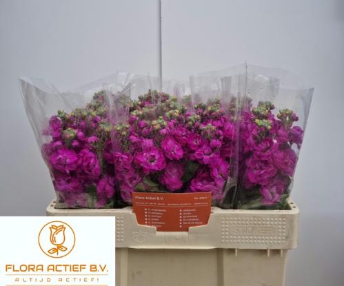 Matthiola incana Aida White