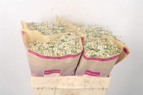 Tanacetum parthenium 'Single Vegmo'