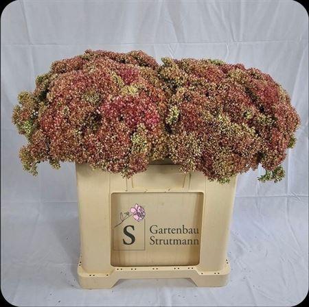 Sedum spectabile