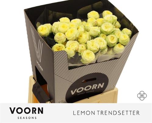 Rosa tros Lemon Trendsetter
