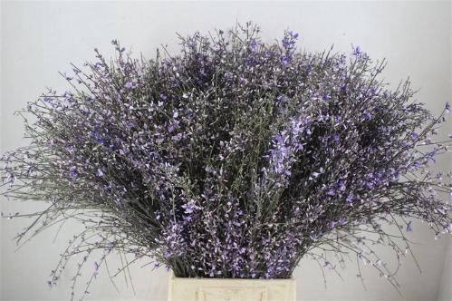 Genista kleurbehandeld H%