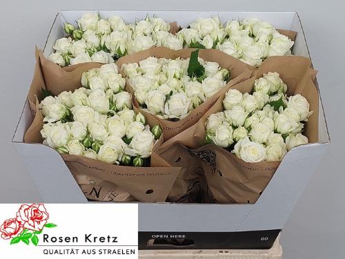 Rosa tros White Bubbles