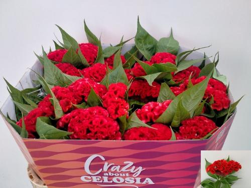 Celosia argentea (Cristata Grp) Smashing