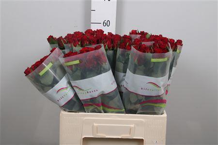 Rosa grootbloemig Red Torch