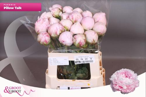 Paeonia Lactiflora Grp 'Pillow Talk'