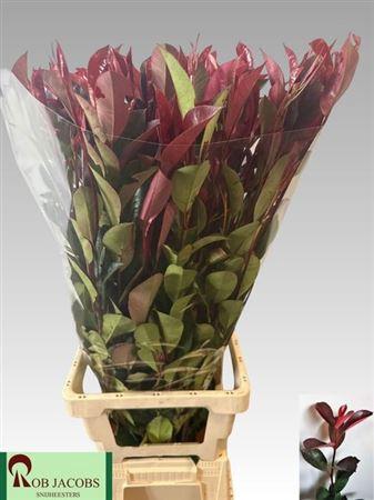 Photinia x fraseri 'Red Robin' (rood)
