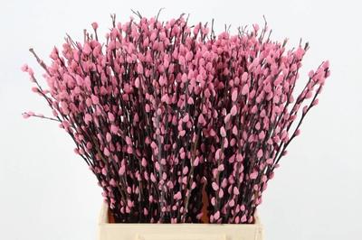 Salix kleurbehandeld H%