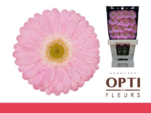 Gerbera mini 'Babble'