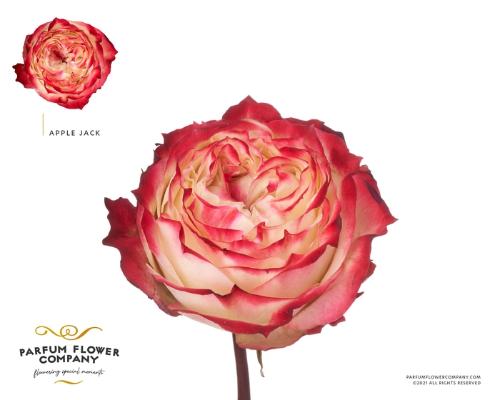Rosa grootbloemig Apple Jack