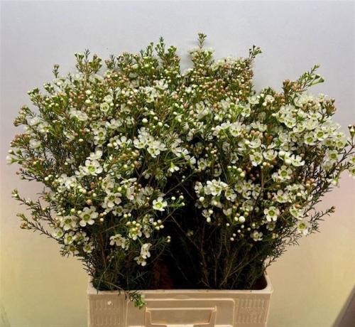 Chamelaucium megalopetalum 'Sirius'