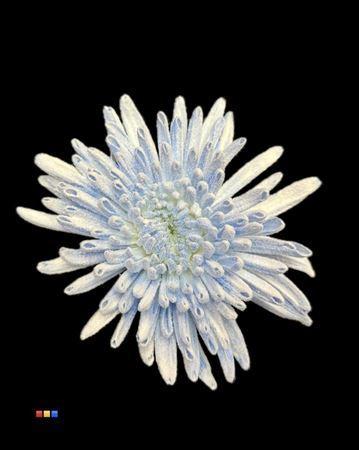 Chrysanthemum geplozen kas kleurbehandeld H%