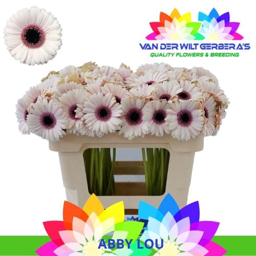 Gerbera mini Abby Lou