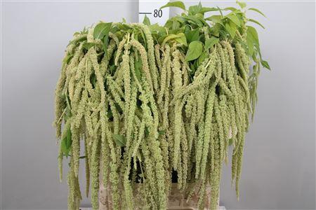 Amaranthus caudatus 'Green Pearls'