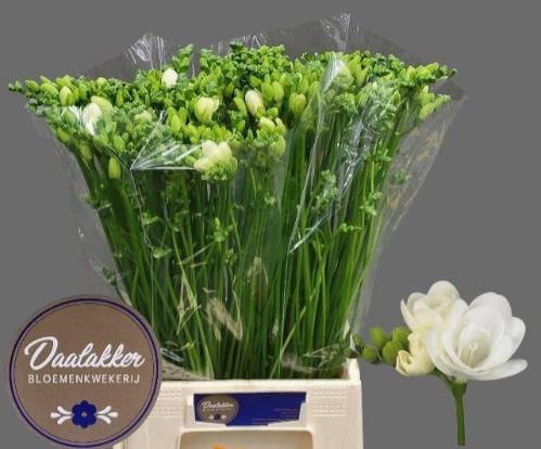Freesia dubbel Essence