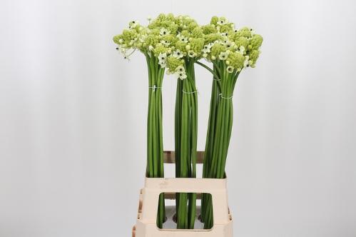 Ornithogalum saundersiae