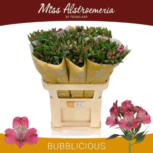 Alstroemeria Bubblicious