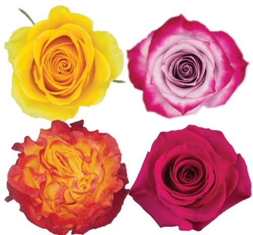 Rosa grootbloemig gemengd in bos