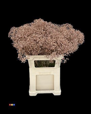 Gypsophila overig kleurbehandeld H%