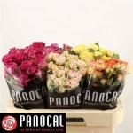 1bdb1ce4-b751-4833-897b-bd128ded34db.jpg