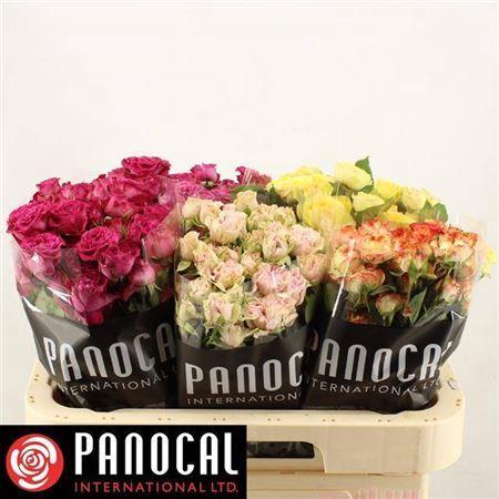 Rosa tros gemengd in fust