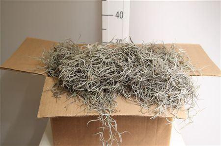 Tillandsia usneoides