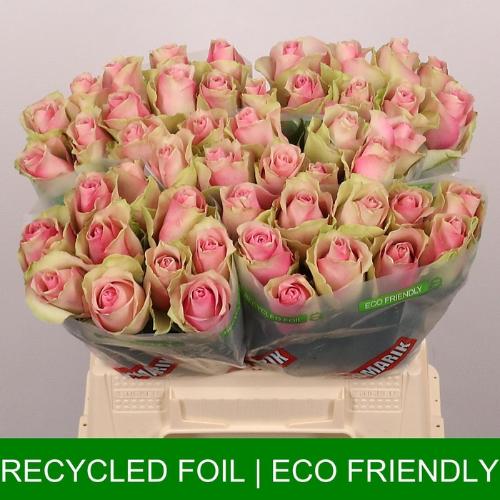 Rosa grootbloemig Belle Rose