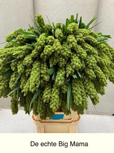 Setaria italica 'Big Mama'