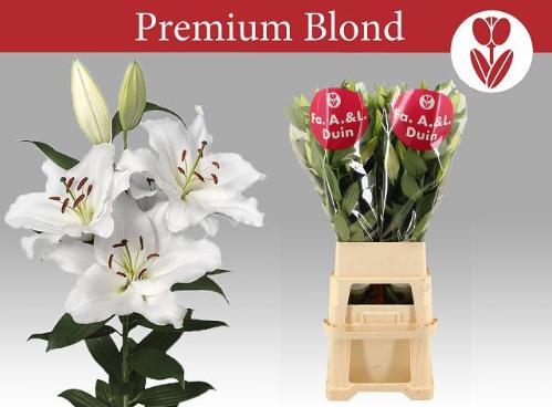 Lilium Oriental Grp 'Premium Blond'