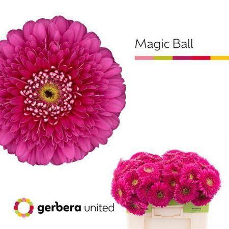 Gerbera grootbloemig bolvormig Magic Ball