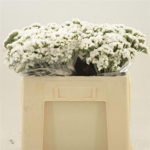 Limonium sinuatum Silvery Sun Birds