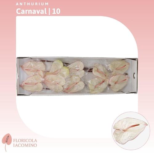 Anthurium Andreanum Grp Carnaval