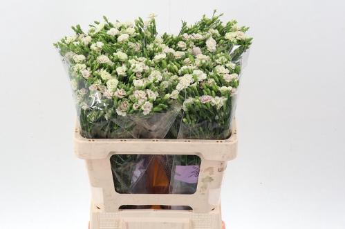 Dianthus 'Raffine Elea'