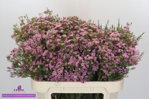 Chamelaucium uncinatum 'Wendy Rose'