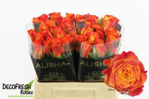 Rosa grootbloemig New Horizon