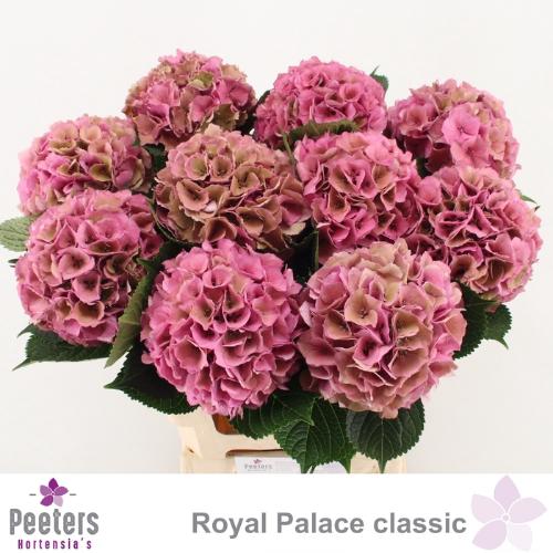 Hydrangea macrophylla Royal Palace (classic)