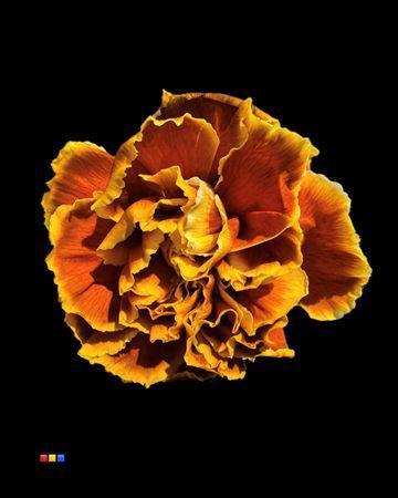 Dianthus standaard kleurbehandeld H%