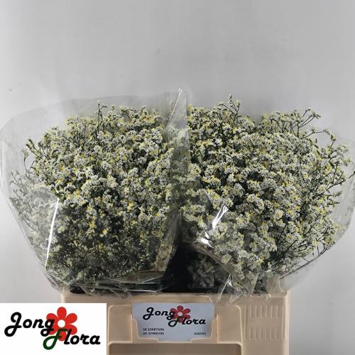 Limonium sinense Bright Diamond