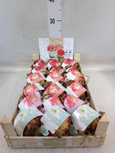 Hippeastrum (bol)