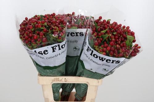 Hypericum x inodorum Magical Seasons