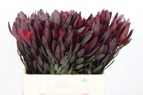 Leucadendron 'Safari Sunset'