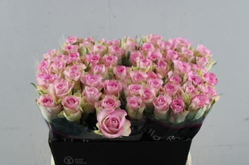 Rosa grootbloemig De Ruiter's Lovely Jewel