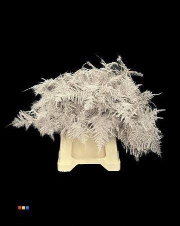 Asparagus overig kleurbehandeld H%