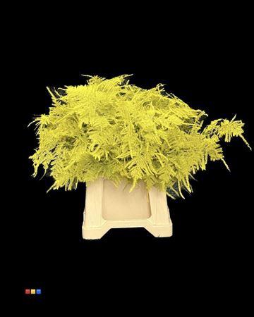 Asparagus overig kleurbehandeld H%