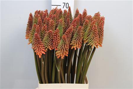 Kniphofia 'Alcazar'