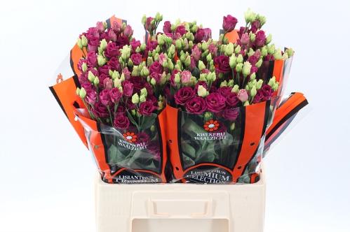 Eustoma russellianum gevuldbloemig 'Arosa Red'