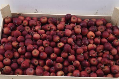 Siervruchten per bak Malus overig