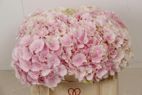 Hydrangea macrophylla 'Verena'
