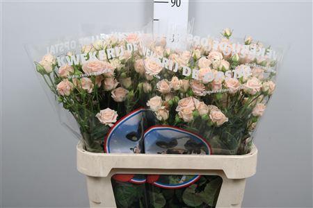 Rosa tros Jana