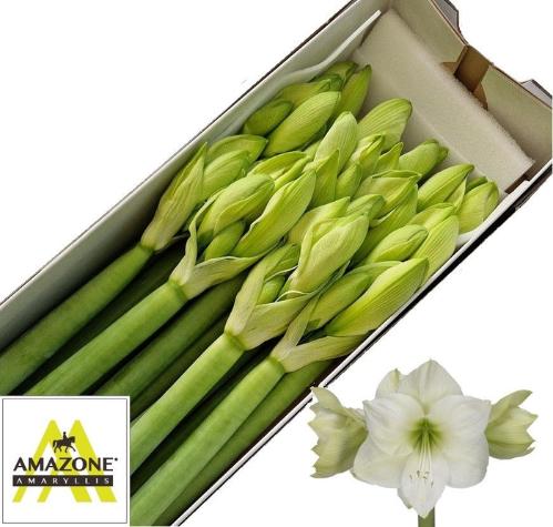 Hippeastrum Galaxy Grp 'Casablanca'