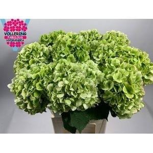 Hydrangea macrophylla Noordpool (classic)